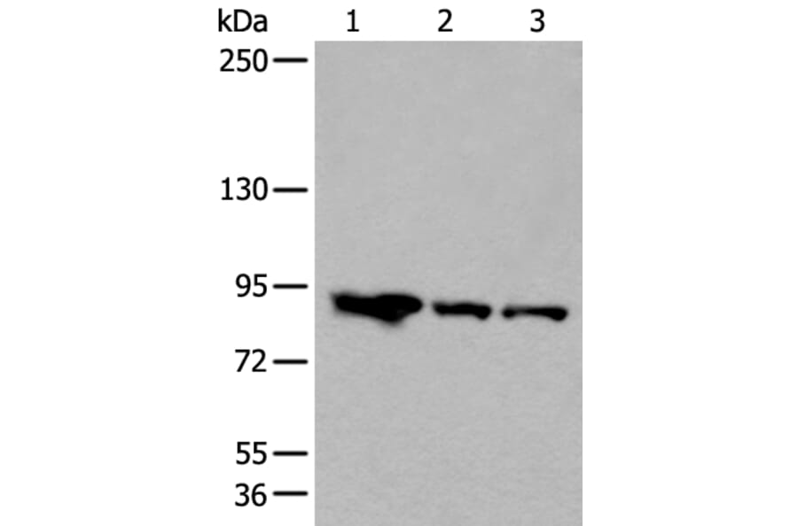 VPS35 Antibody from Signalway Antibody (43824) - Antibodies.com