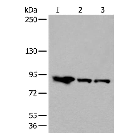 VPS35 Antibody from Signalway Antibody (43824) - Antibodies.com