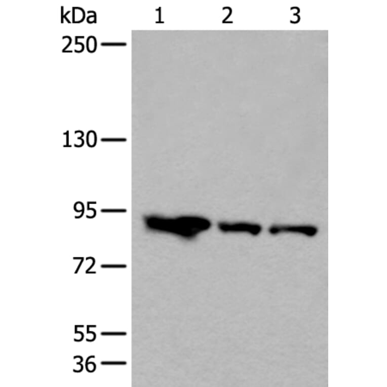 VPS35 Antibody from Signalway Antibody (43824) - Antibodies.com