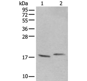 UBA52 Antibody from Signalway Antibody (43827) - Antibodies.com