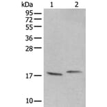 UBA52 Antibody from Signalway Antibody (43827) - Antibodies.com