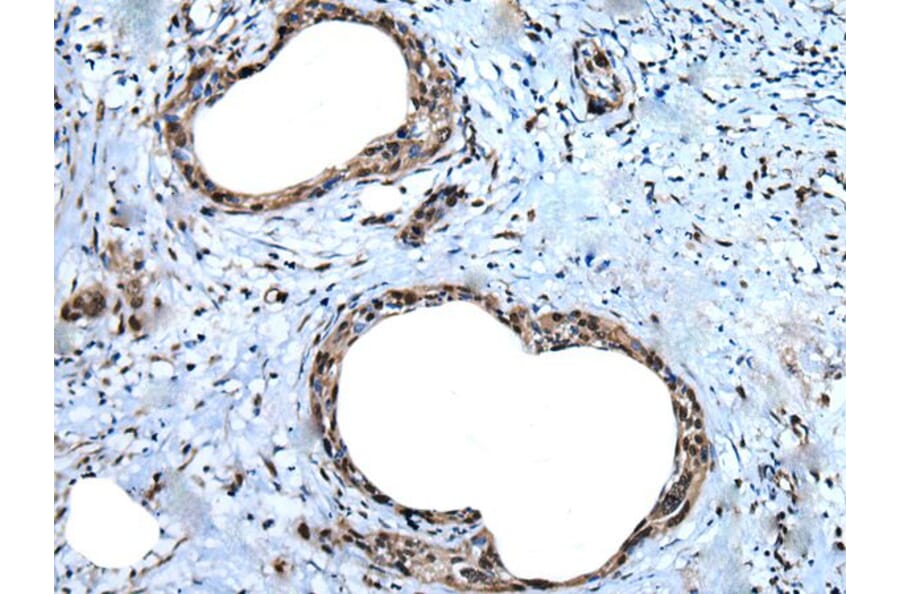 UBA52 Antibody from Signalway Antibody (43827) - Antibodies.com