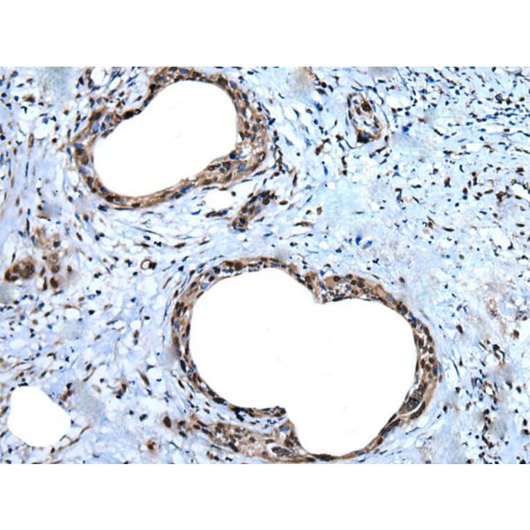 UBA52 Antibody from Signalway Antibody (43827) - Antibodies.com