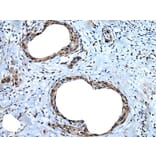 UBA52 Antibody from Signalway Antibody (43827) - Antibodies.com