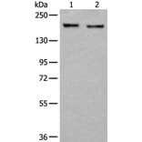 ERBB2 Antibody from Signalway Antibody (43832) - Antibodies.com