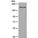 UGGT1 Antibody from Signalway Antibody (43834) - Antibodies.com