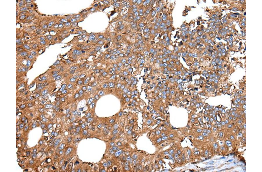 UGGT1 Antibody from Signalway Antibody (43834) - Antibodies.com