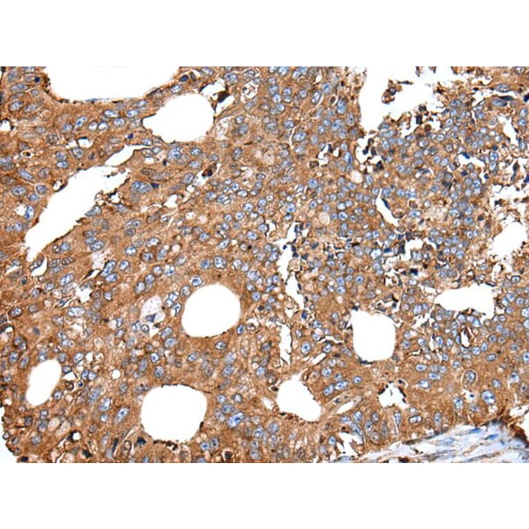 UGGT1 Antibody from Signalway Antibody (43834) - Antibodies.com