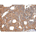 UGGT1 Antibody from Signalway Antibody (43834) - Antibodies.com