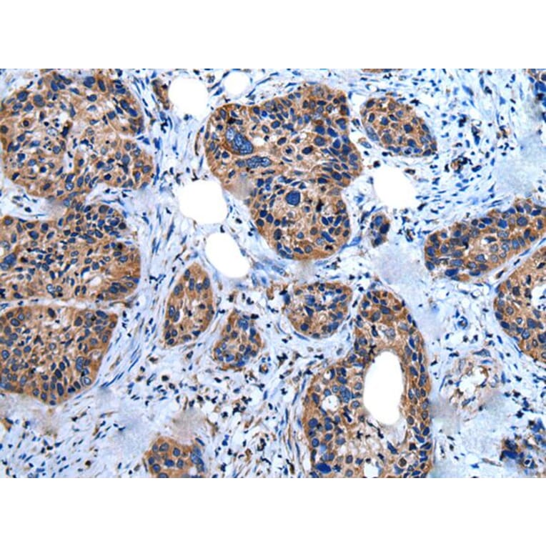 UGGT1 Antibody from Signalway Antibody (43834) - Antibodies.com