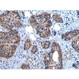 UGGT1 Antibody from Signalway Antibody (43834) - Antibodies.com