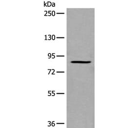 UNC5A Antibody from Signalway Antibody (43837) - Antibodies.com