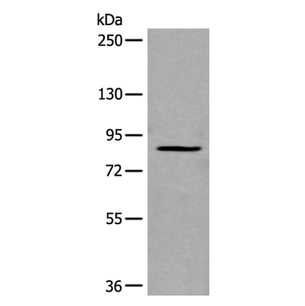 UNC5A Antibody from Signalway Antibody (43837) - Antibodies.com