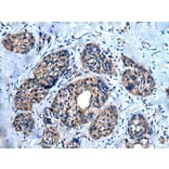 UNC5A Antibody from Signalway Antibody (43837) - Antibodies.com