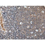 UNC5A Antibody from Signalway Antibody (43837) - Antibodies.com