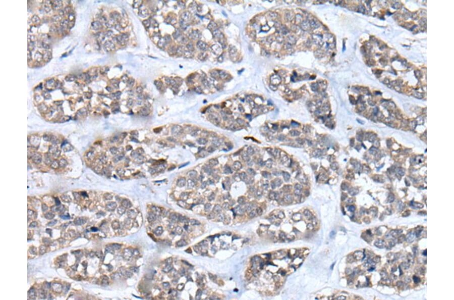 CD274 Antibody from Signalway Antibody (43858) - Antibodies.com