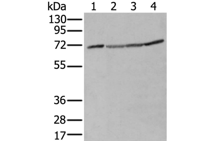 ZUFSP Antibody from Signalway Antibody (43892) - Antibodies.com