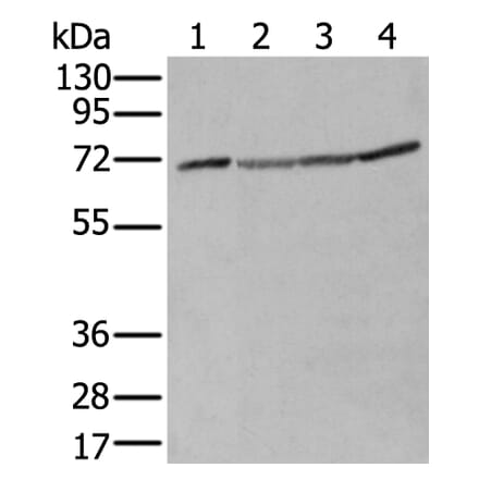 ZUFSP Antibody from Signalway Antibody (43892) - Antibodies.com