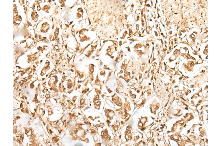 ZUFSP Antibody from Signalway Antibody (43892) - Antibodies.com