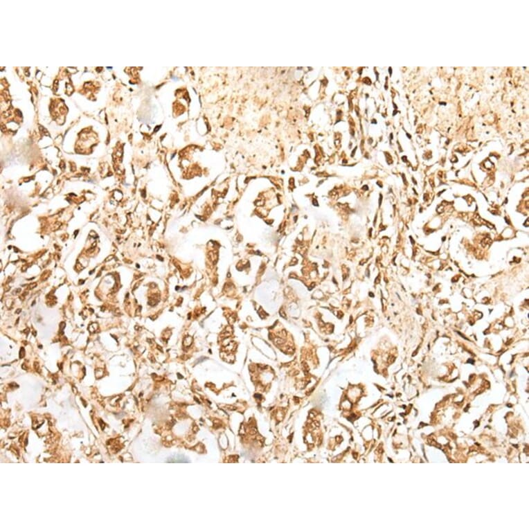ZUFSP Antibody from Signalway Antibody (43892) - Antibodies.com