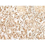 ZUFSP Antibody from Signalway Antibody (43892) - Antibodies.com