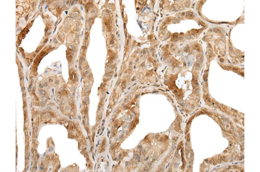 ZUFSP Antibody from Signalway Antibody (43892) - Antibodies.com