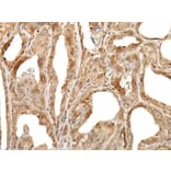 ZUFSP Antibody from Signalway Antibody (43892) - Antibodies.com