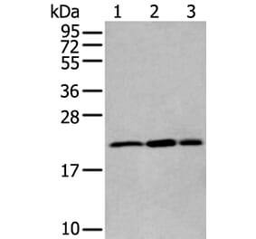 RBM8A Antibody from Signalway Antibody (43894) - Antibodies.com