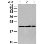 RBM8A Antibody from Signalway Antibody (43894) - Antibodies.com
