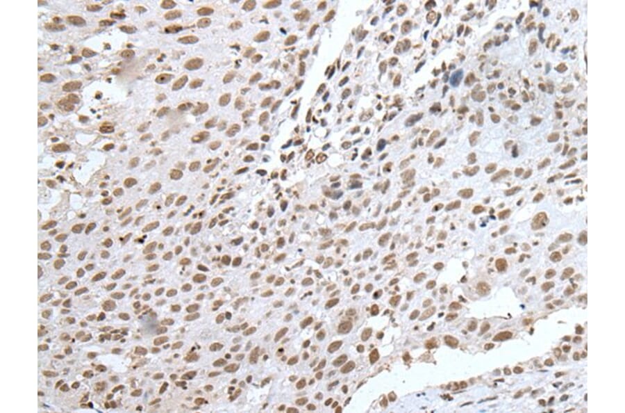 RBM8A Antibody from Signalway Antibody (43894) - Antibodies.com