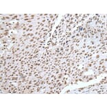 RBM8A Antibody from Signalway Antibody (43894) - Antibodies.com