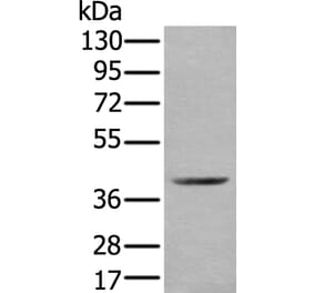 WDFY2 Antibody from Signalway Antibody (43896) - Antibodies.com