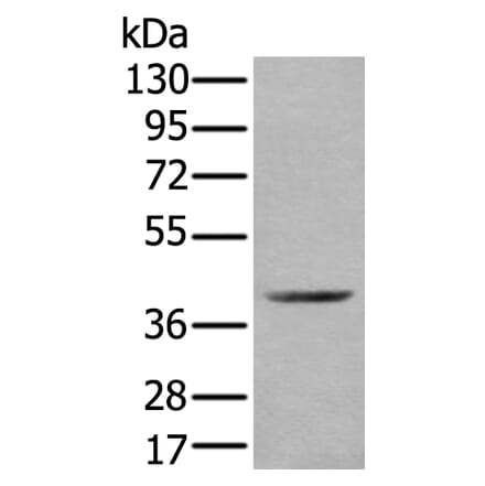 WDFY2 Antibody from Signalway Antibody (43896) - Antibodies.com