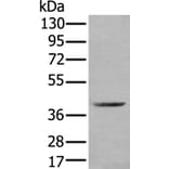 WDFY2 Antibody from Signalway Antibody (43896) - Antibodies.com