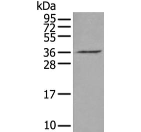 VGLL2 Antibody from Signalway Antibody (43898) - Antibodies.com