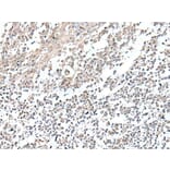 VGLL2 Antibody from Signalway Antibody (43898) - Antibodies.com