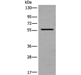 UBOX5 Antibody from Signalway Antibody (43900) - Antibodies.com