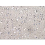 UBOX5 Antibody from Signalway Antibody (43900) - Antibodies.com