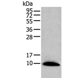 CCL14 Antibody from Signalway Antibody (43915) - Antibodies.com