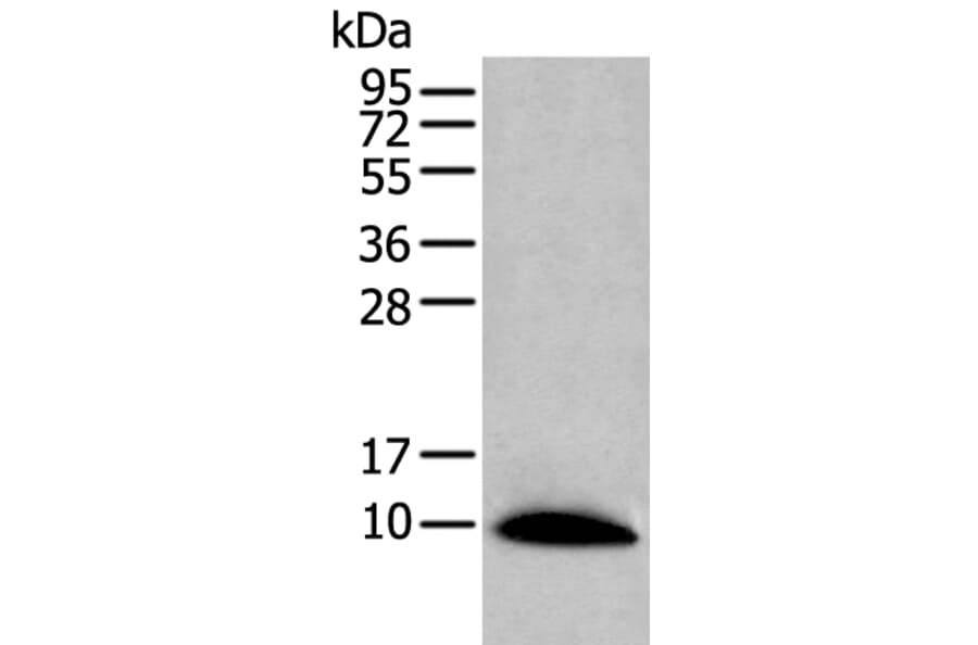 CCL14 Antibody from Signalway Antibody (43915) - Antibodies.com