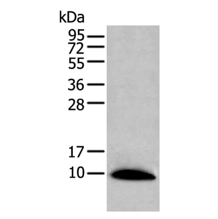 CCL14 Antibody from Signalway Antibody (43915) - Antibodies.com