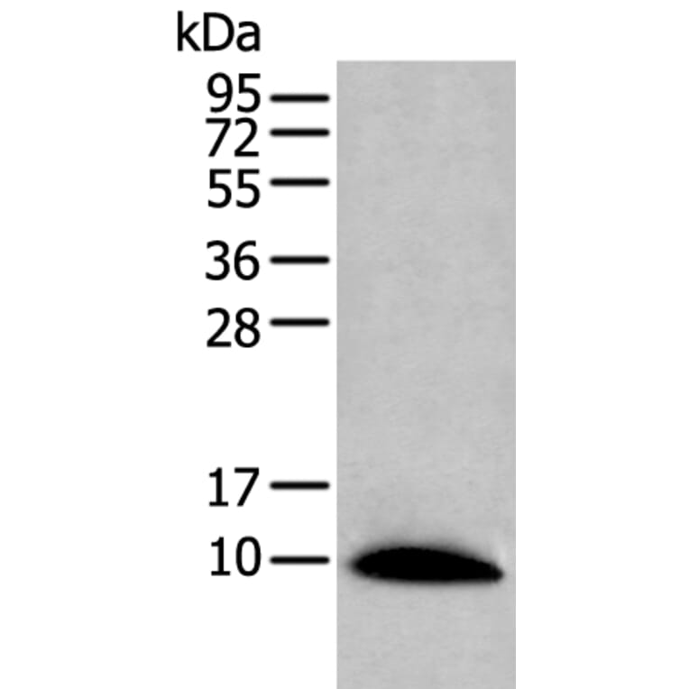 CCL14 Antibody from Signalway Antibody (43915) - Antibodies.com