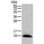 CCL14 Antibody from Signalway Antibody (43915) - Antibodies.com