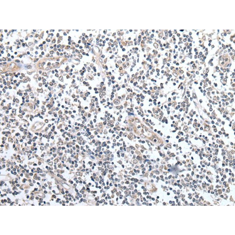 CCL14 Antibody from Signalway Antibody (43915) - Antibodies.com