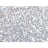 CCL14 Antibody from Signalway Antibody (43915) - Antibodies.com