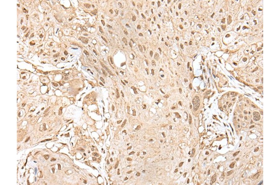 HOXA9 Antibody from Signalway Antibody (43930) - Antibodies.com