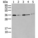 HOXC4 Antibody from Signalway Antibody (43943) - Antibodies.com