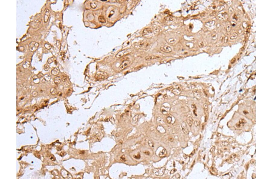 HOXC9 Antibody from Signalway Antibody (43944) - Antibodies.com