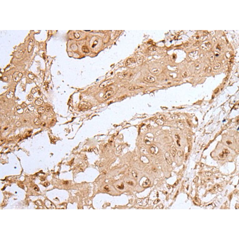 HOXC9 Antibody from Signalway Antibody (43944) - Antibodies.com