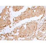 HOXC9 Antibody from Signalway Antibody (43944) - Antibodies.com